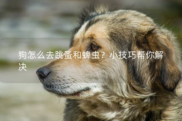 狗怎么去跳蚤和蜱蟲？小技巧幫你解決