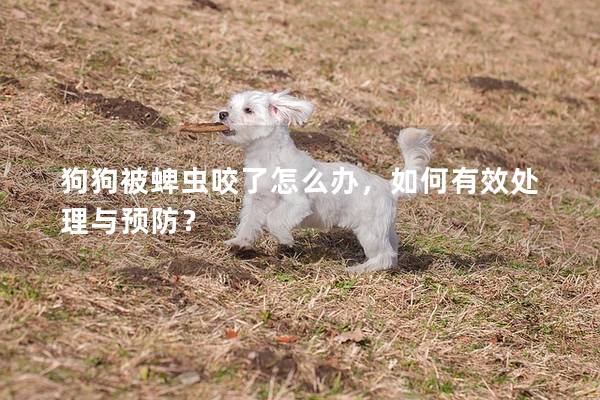 狗狗被蜱蟲咬了怎么辦，如何有效處理與預防？