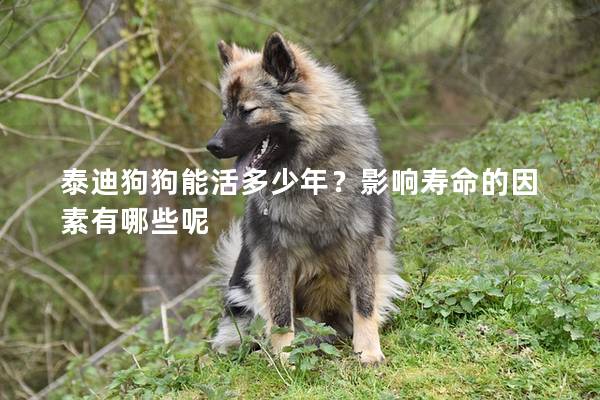 泰迪狗狗能活多少年？影響壽命的因素有哪些呢