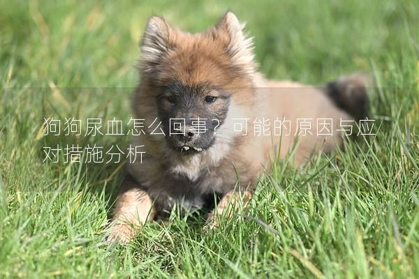 狗狗尿血怎么回事？可能的原因與應(yīng)對措施分析