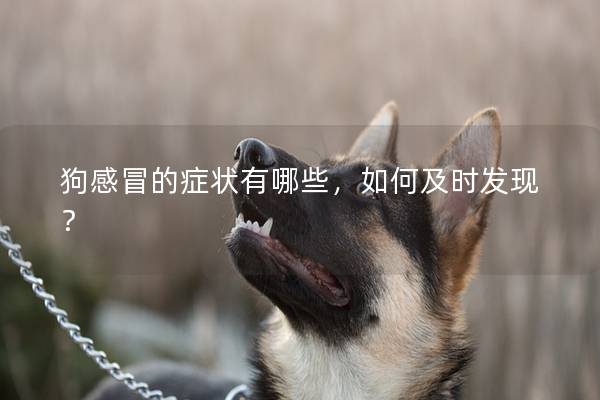 狗感冒的癥狀有哪些,如何及時發現? 狗感冒的癥狀有哪些,如何及時發現?