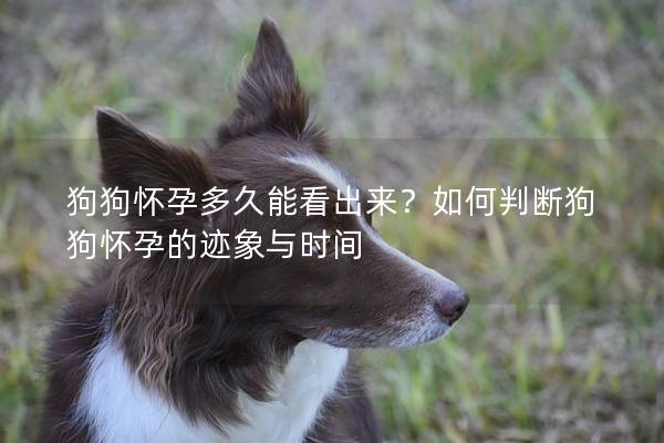 狗狗懷孕多久能看出來？如何判斷狗狗懷孕的跡象與時間