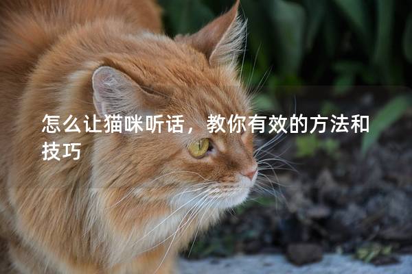 怎么讓貓咪聽話,教你有效的方法和技巧 怎么讓貓咪聽話,教你有效的方法和技巧