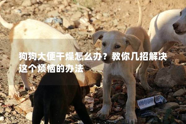 狗狗大便干燥怎么辦？教你幾招解決這個(gè)煩惱的辦法