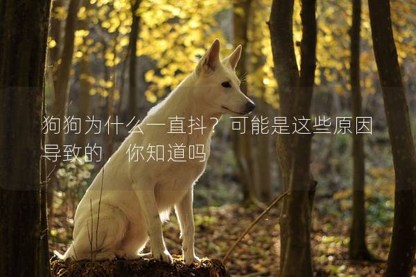 狗狗為什么一直抖？可能是這些原因導致的，你知道嗎