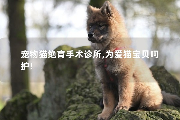 寵物貓絕育手術診所,為愛貓寶貝呵護!