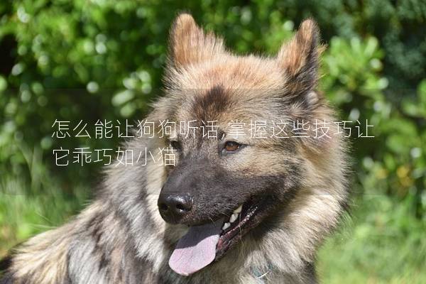 怎么能讓狗狗聽話,掌握這些技巧讓它乖巧如小貓