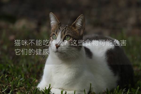貓咪不能吃什么？這些食物可能危害它們的健康