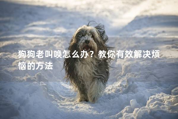 狗狗老叫喚怎么辦?教你有效解決煩惱的方法 狗狗老叫喚怎么辦?教你有效解決煩惱的方法
