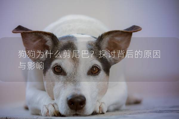 狗狗為什么剪尾巴？探討背后的原因與影響
