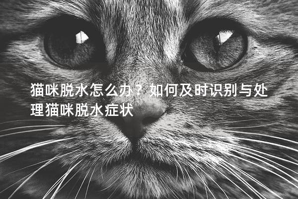 貓咪脫水怎么辦？如何及時識別與處理貓咪脫水癥狀