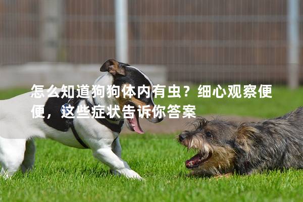 怎么知道狗狗體內(nèi)有蟲?細(xì)心觀察便便,這些癥狀告訴你答案