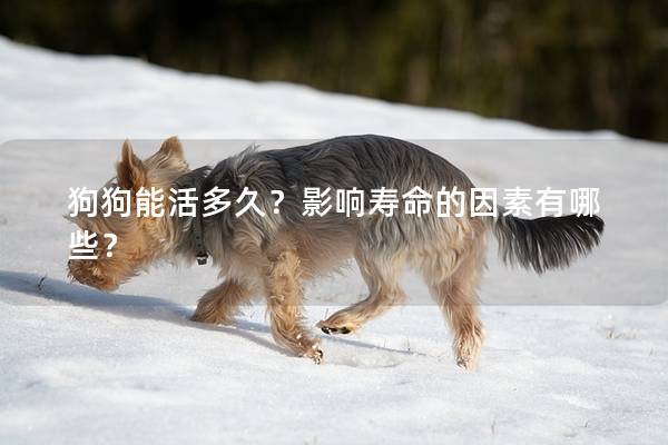 狗狗能活多久？影響壽命的因素有哪些？