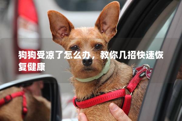 狗狗受涼了怎么辦，教你幾招快速恢復(fù)健康