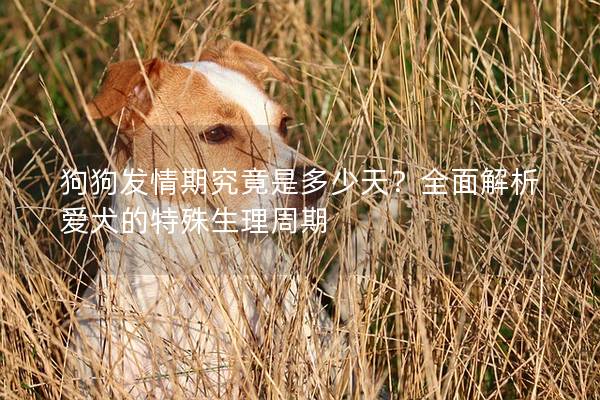 狗狗發(fā)情期究竟是多少天？全面解析愛(ài)犬的特殊生理周期