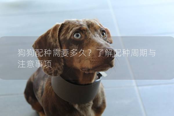 狗狗配種需要多久？了解配種周期與注意事項