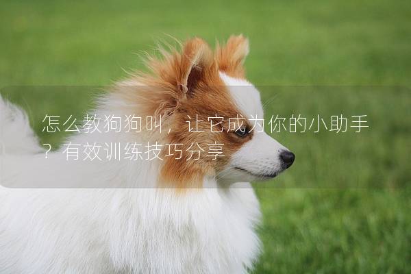 怎么教狗狗叫，讓它成為你的小助手？有效訓練技巧分享