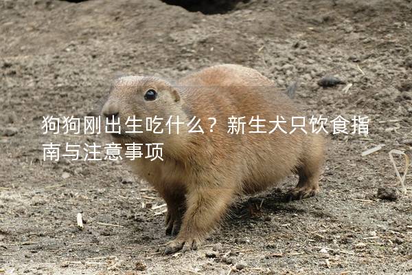 狗狗剛出生吃什么？新生犬只飲食指南與注意事項