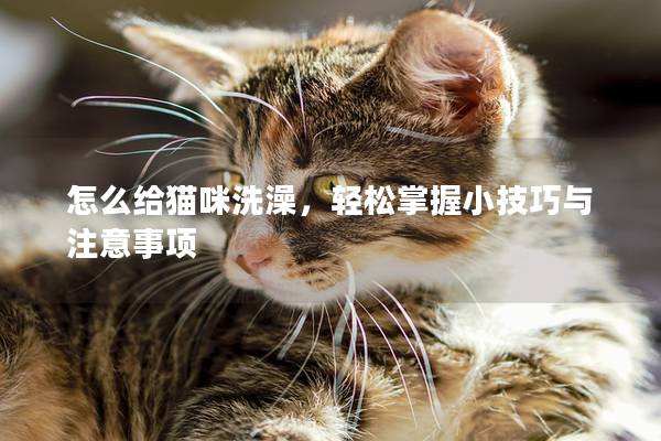 怎么給貓咪洗澡，輕松掌握小技巧與注意事項(xiàng)