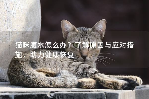 貓咪腹水怎么辦？了解原因與應對措施，助力健康恢復