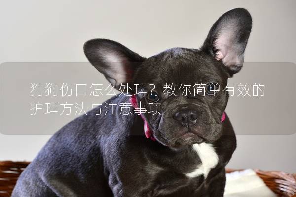 狗狗傷口怎么處理？教你簡單有效的護理方法與注意事項