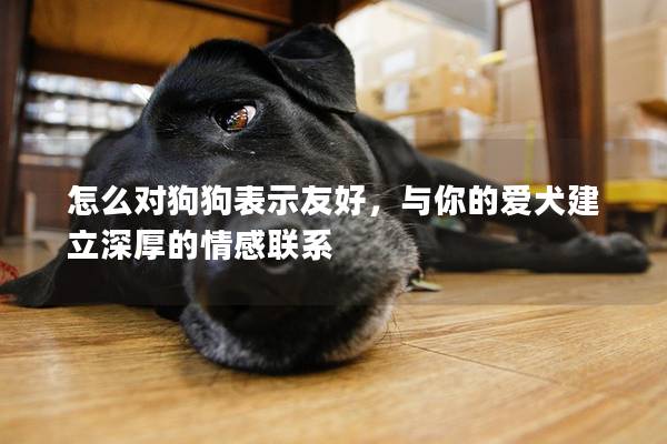 怎么對狗狗表示友好，與你的愛犬建立深厚的情感聯(lián)系