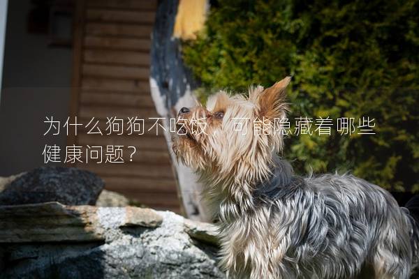 為什么狗狗不吃飯，可能隱藏著哪些健康問題？