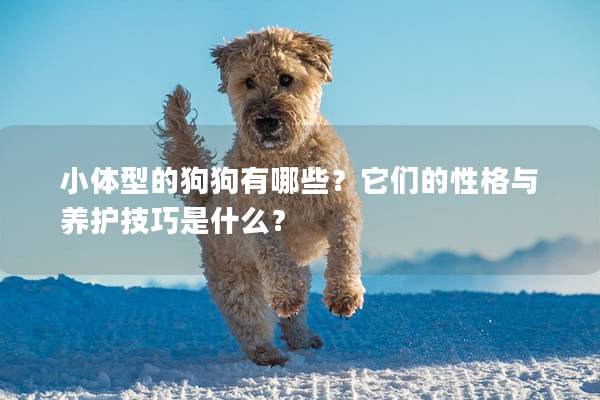 小體型的狗狗有哪些？它們的性格與養(yǎng)護技巧是什么？