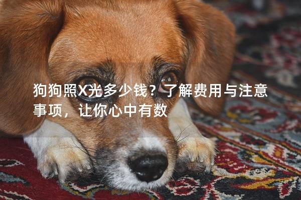 狗狗照X光多少錢？了解費用與注意事項，讓你心中有數