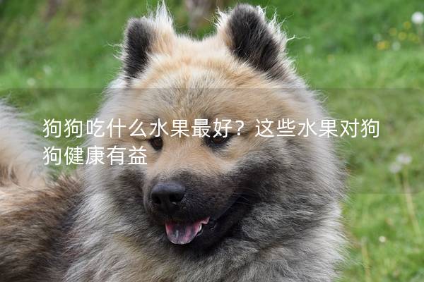 狗狗吃什么水果最好？這些水果對狗狗健康有益