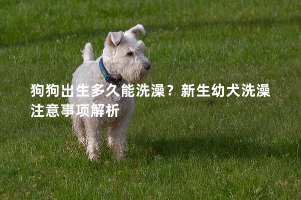 狗狗出生多久能洗澡？新生幼犬洗澡注意事項解析
