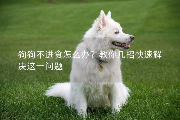 狗狗不進食怎么辦？教你幾招快速解決這一問題