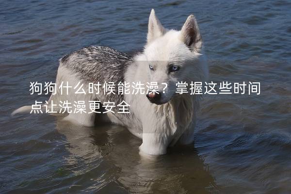 狗狗什么時候能洗澡？掌握這些時間點讓洗澡更安全