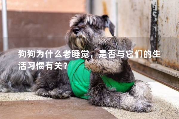 狗狗為什么老睡覺,是否與它們的生活習慣有關? 狗狗為什么老睡覺,是否與它們的生活習慣有關?