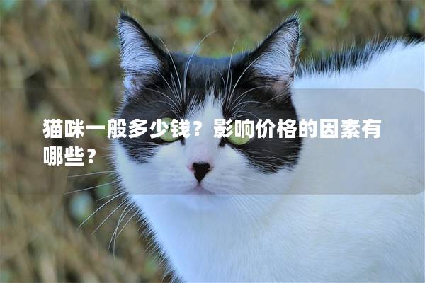 貓咪一般多少錢？影響價格的因素有哪些？