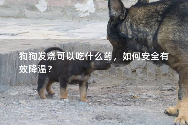 狗狗發(fā)燒可以吃什么藥，如何安全有效降溫？