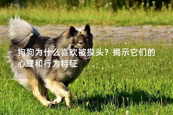 狗狗為什么喜歡被摸頭?揭示它們的心理和行為特征 狗狗為什么喜歡被摸頭?揭示它們的心理和行為特征
