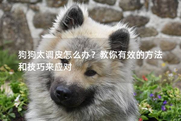 狗狗太調(diào)皮怎么辦？教你有效的方法和技巧來應(yīng)對