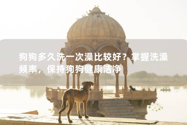狗狗多久洗一次澡比較好？掌握洗澡頻率，保持狗狗健康潔凈