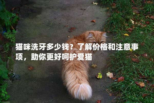 貓咪洗牙多少錢(qián)?了解價(jià)格和注意事項(xiàng),助你更好呵護(hù)愛(ài)貓