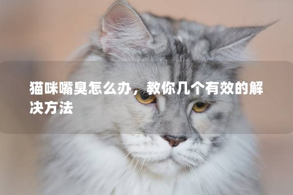 貓咪嘴臭怎么辦，教你幾個有效的解決方法