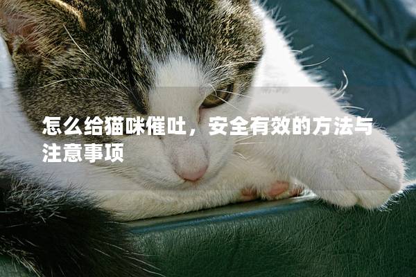 怎么給貓咪催吐，安全有效的方法與注意事項(xiàng)