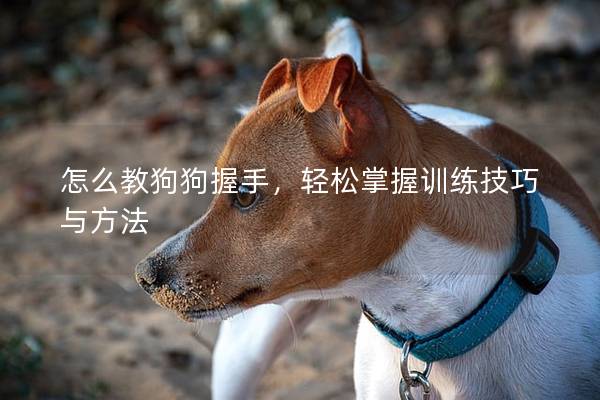 怎么教狗狗握手，輕松掌握訓練技巧與方法