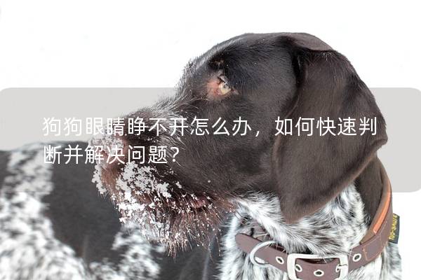 狗狗眼睛睜不開怎么辦，如何快速判斷并解決問題？