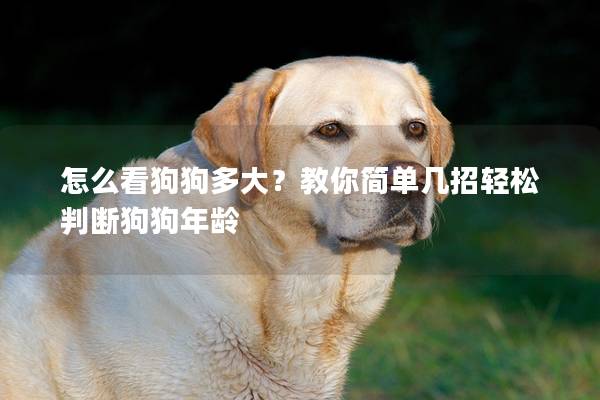 怎么看狗狗多大？教你簡單幾招輕松判斷狗狗年齡