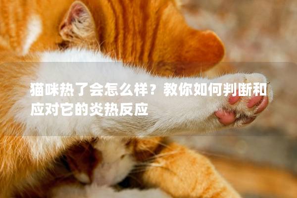 貓咪熱了會怎么樣？教你如何判斷和應對它的炎熱反應