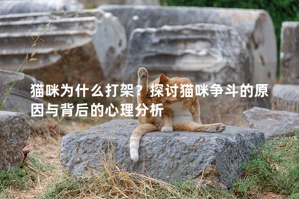 貓咪為什么打架？探討貓咪爭斗的原因與背后的心理分析