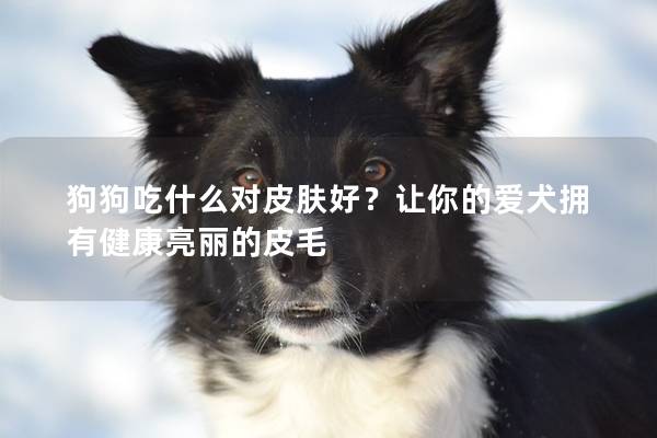 狗狗吃什么對皮膚好？讓你的愛犬擁有健康亮麗的皮毛