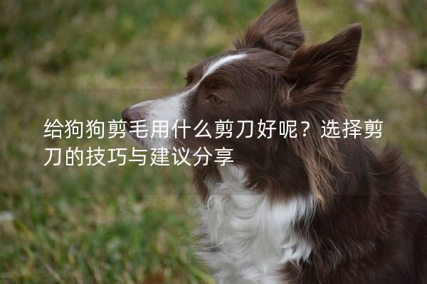 給狗狗剪毛用什么剪刀好呢?選擇剪刀的技巧與建議分享 給狗狗剪毛用什么剪刀好呢?選擇剪刀的技巧與建議分享