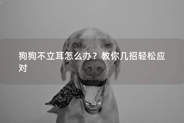 狗狗不立耳怎么辦？教你幾招輕松應對